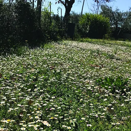 Casa vacanze La Viola *